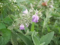 Nepeta hindostana